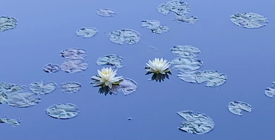 IMG_1891.jpg?type=w966