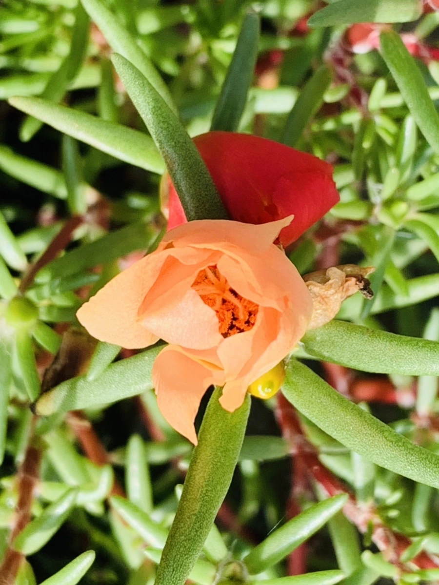 IMG_0349.jpg?type=w966