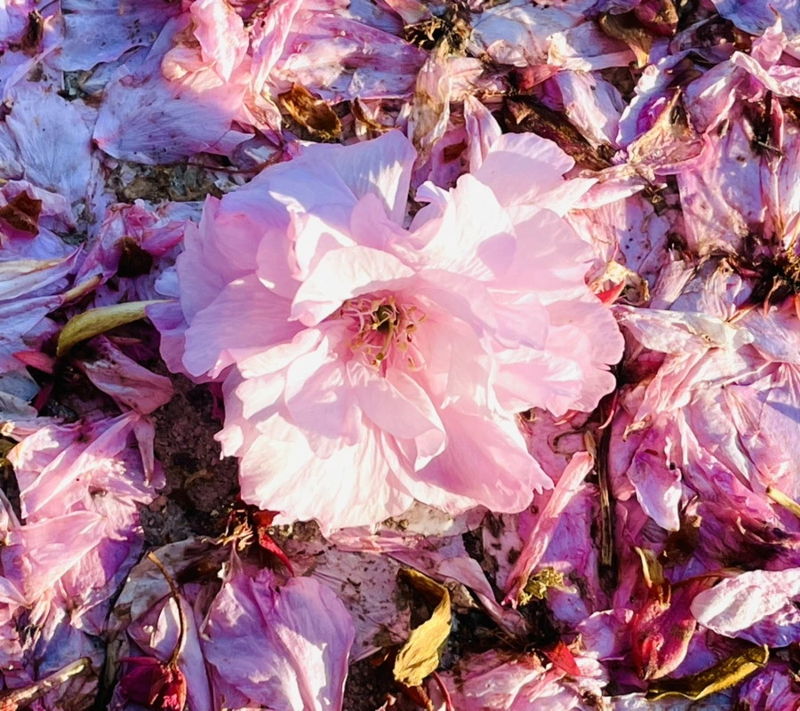 IMG_5916.jpg?type=w966