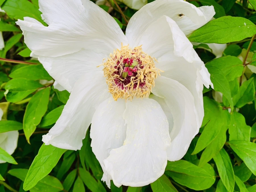 IMG_8938.jpg?type=w966