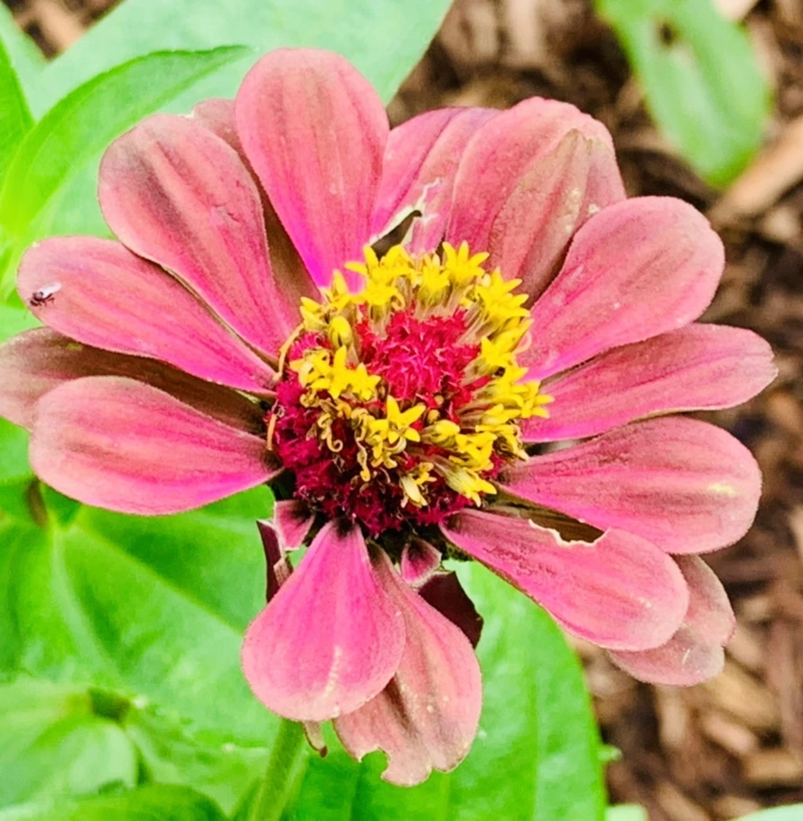 IMG_0411.jpg?type=w966