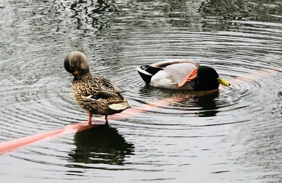 IMG_3339.jpg?type=w966