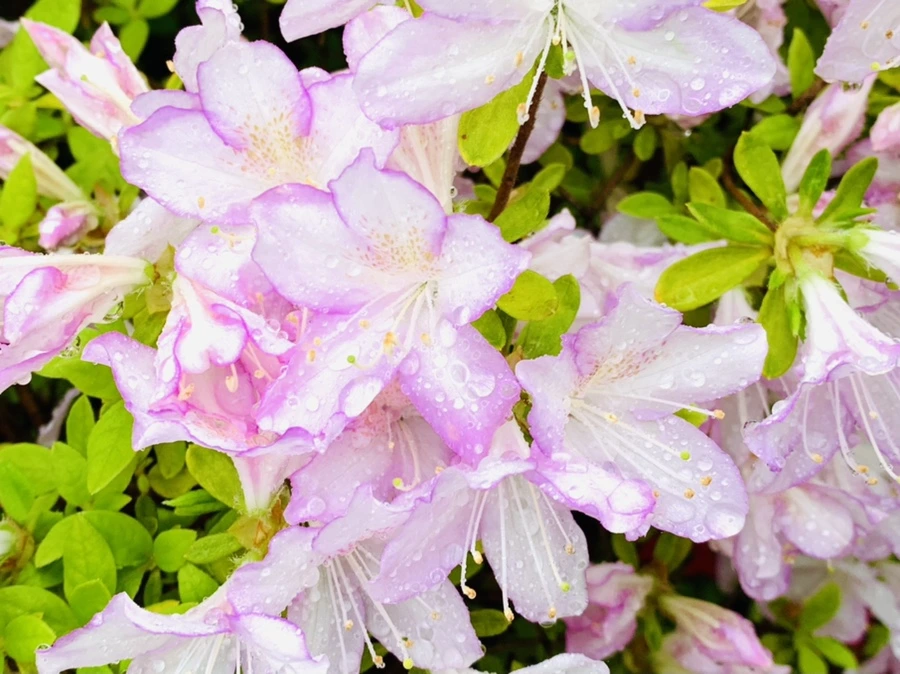 IMG_9373.jpg?type=w966