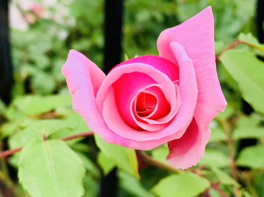 IMG_5463.jpg?type=w966