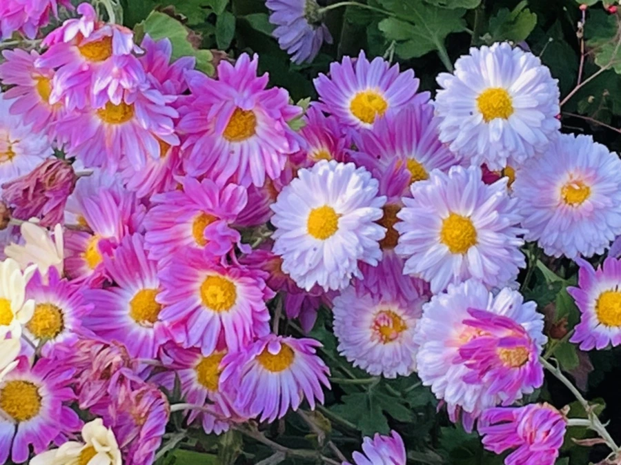 IMG_1155.jpg?type=w966