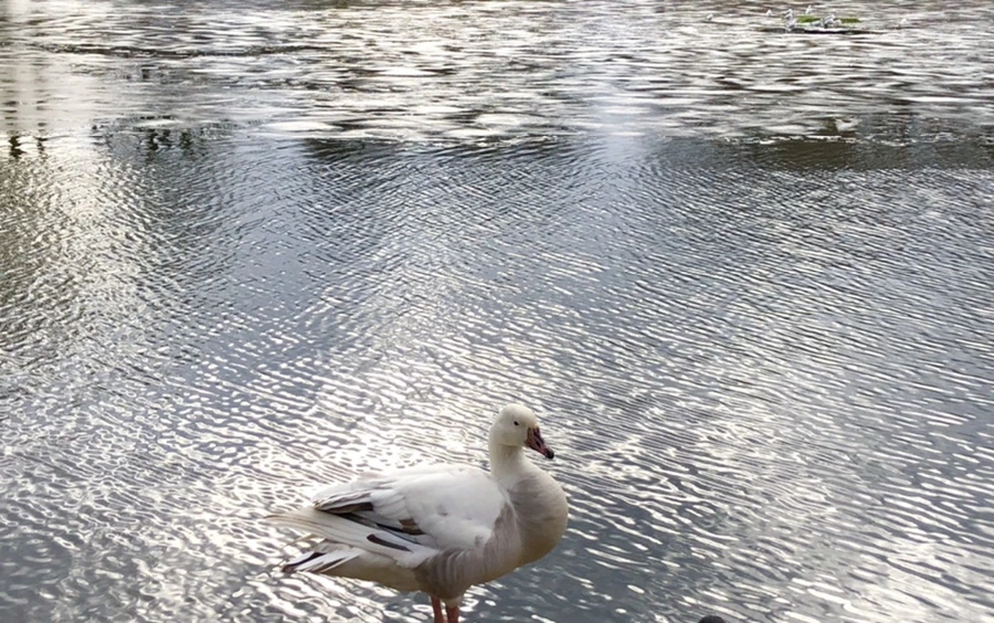 IMG_5078.jpg?type=w966