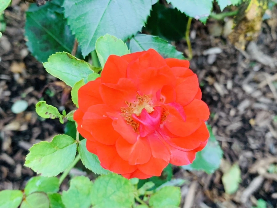 IMG_8763.jpg?type=w966