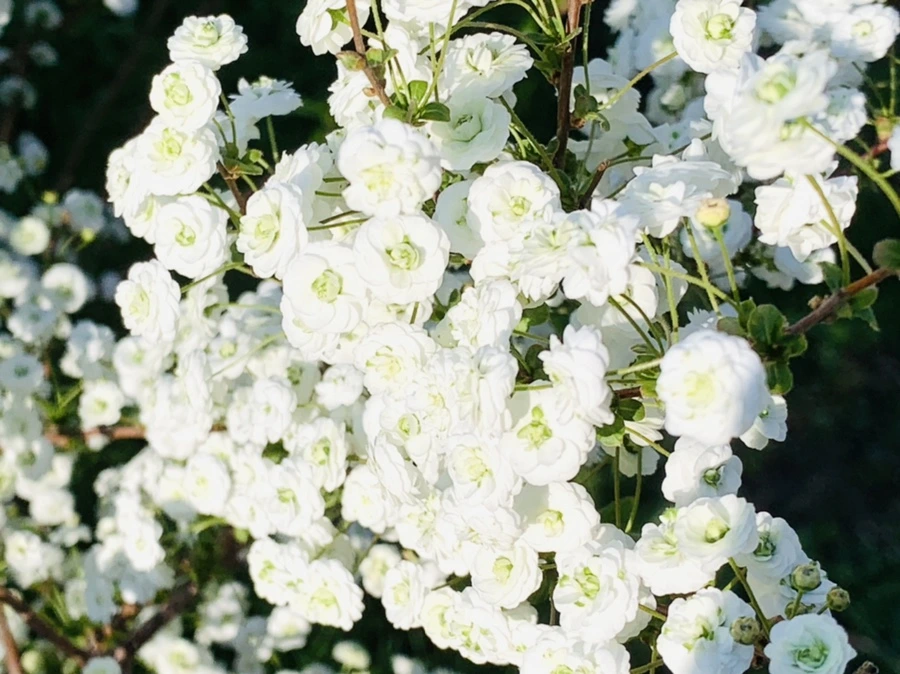 IMG_3270.jpg?type=w966