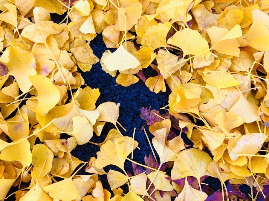 IMG_4668.jpg?type=w966