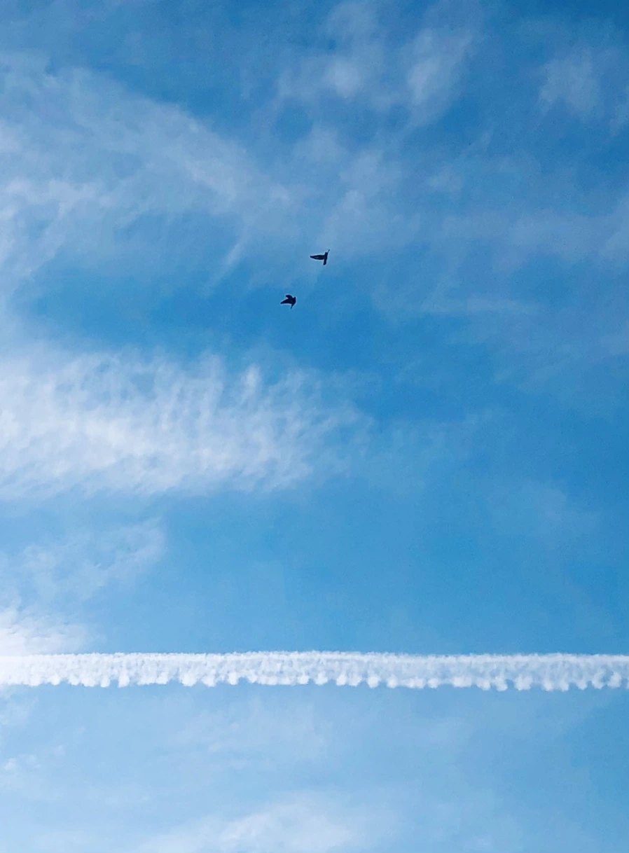 IMG_2981.jpg?type=w966