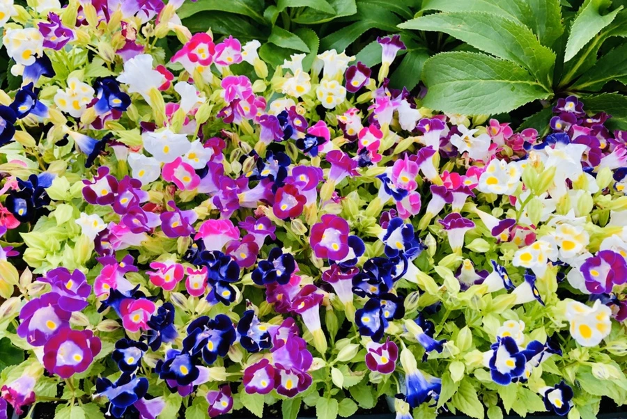 IMG_8909.jpg?type=w966