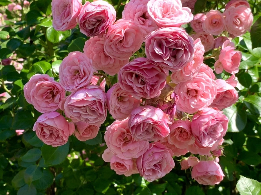 IMG_3149.jpg?type=w966