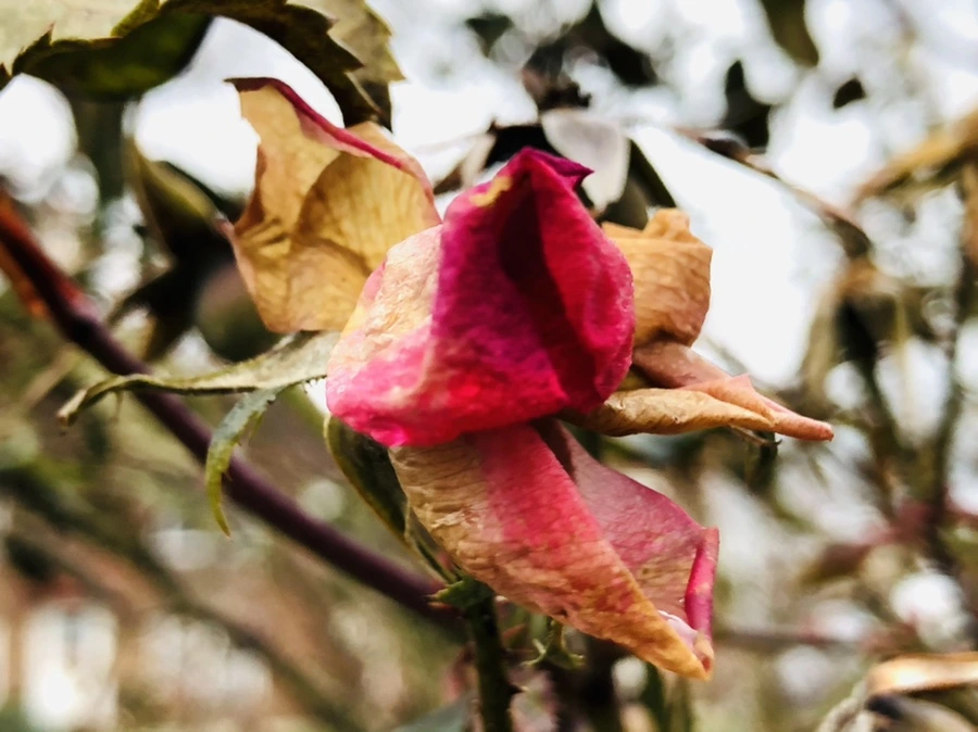 IMG_8799.jpg?type=w966