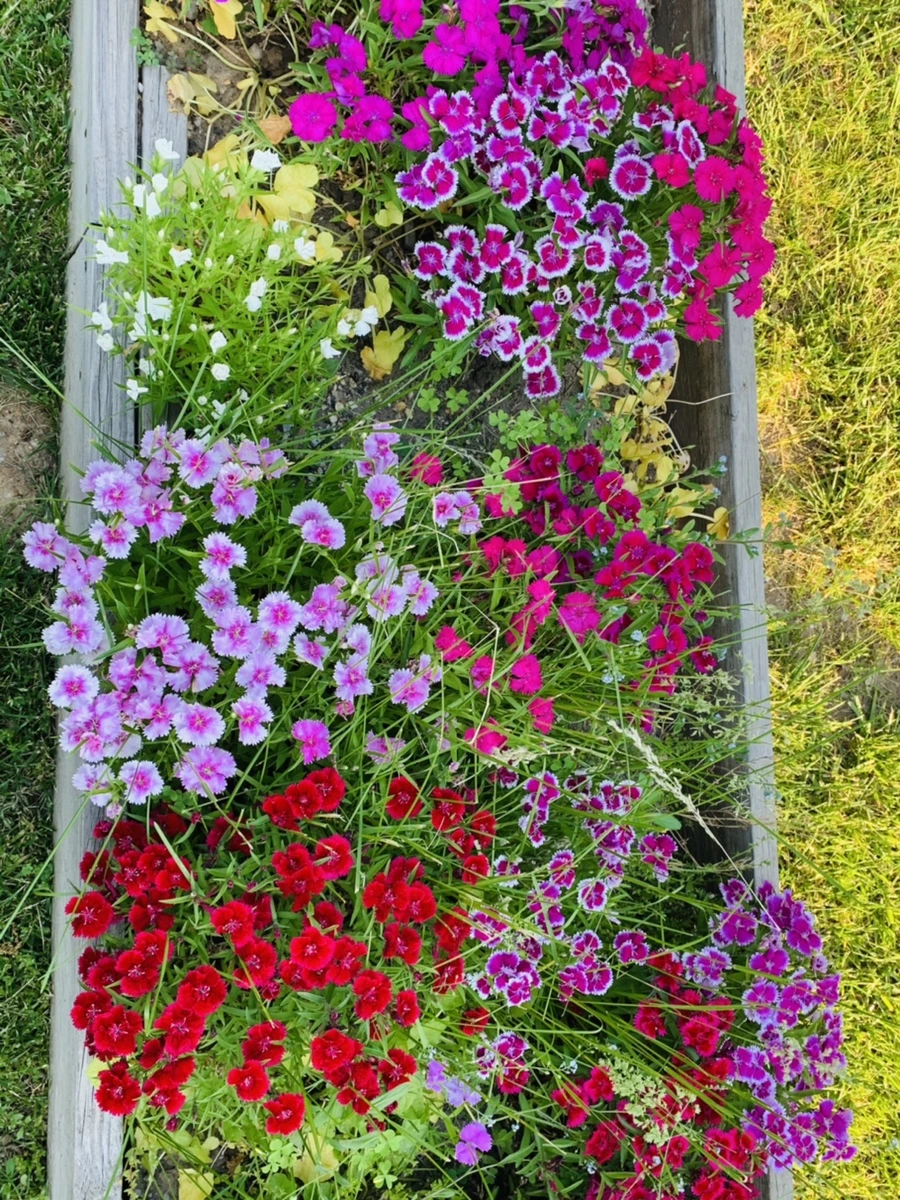 IMG_4046.jpg?type=w966