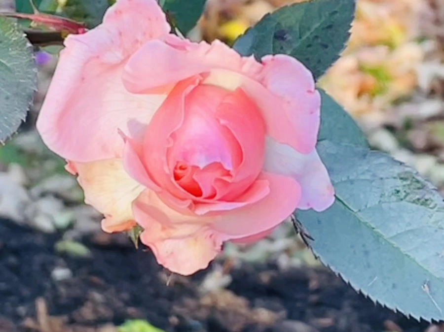 IMG_5995.jpg?type=w966