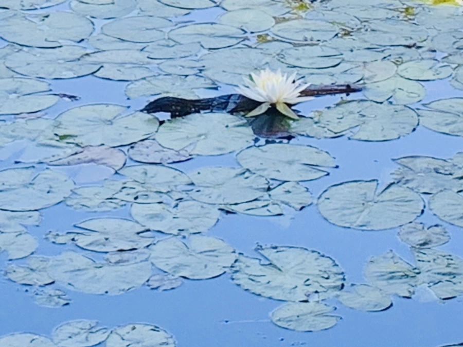 IMG_1199.jpg?type=w966