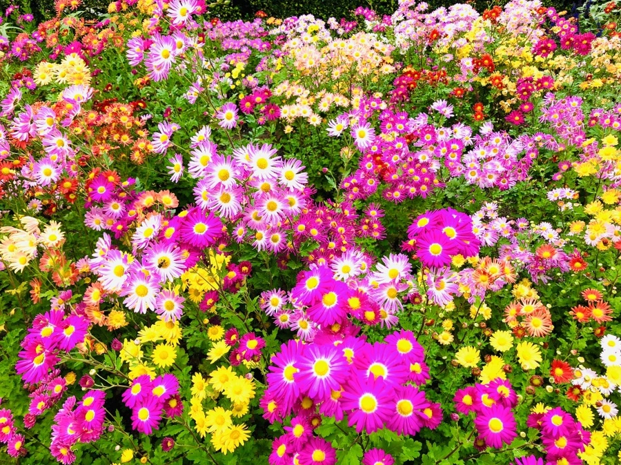 IMG_2524.jpg?type=w966