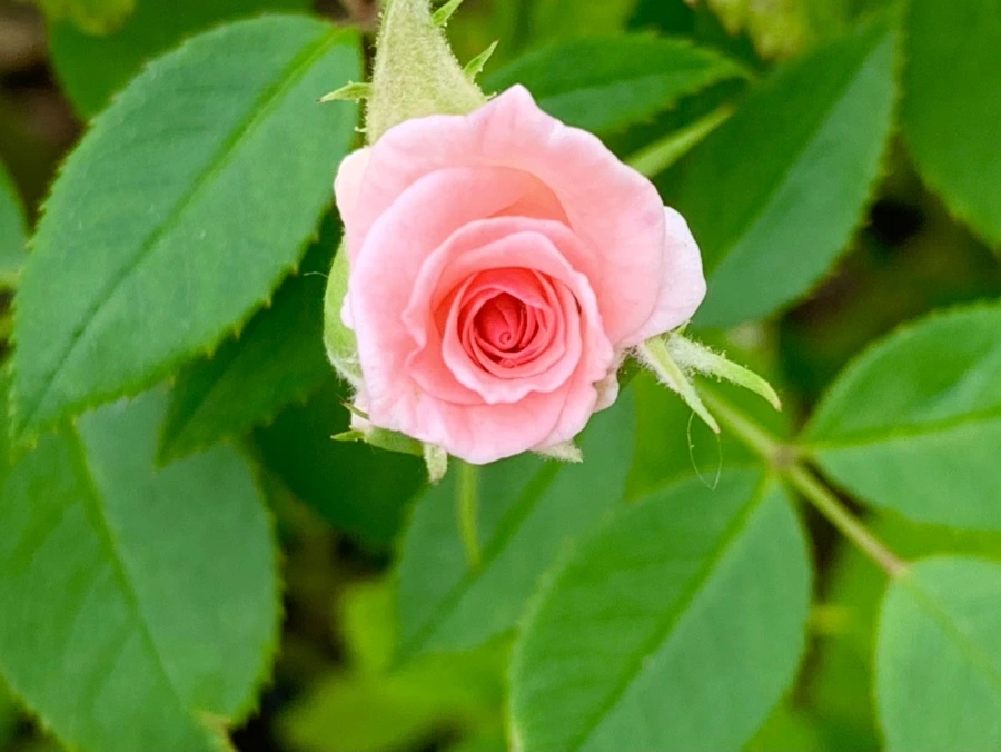 IMG_2686.jpg?type=w966