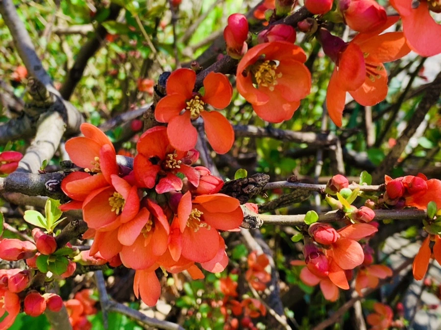 IMG_8508.jpg?type=w966