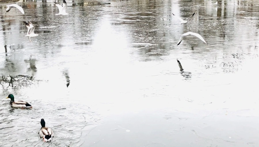 IMG_9037.jpg?type=w966