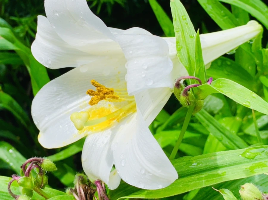 IMG_9607.jpg?type=w966