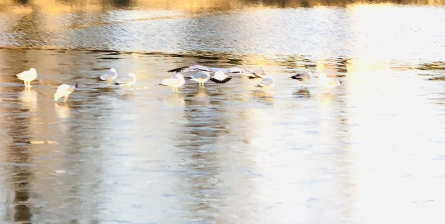 IMG_0863.jpg?type=w966