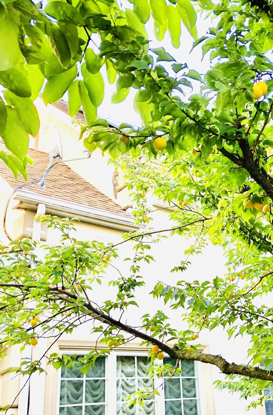 IMG_1483.jpg?type=w966