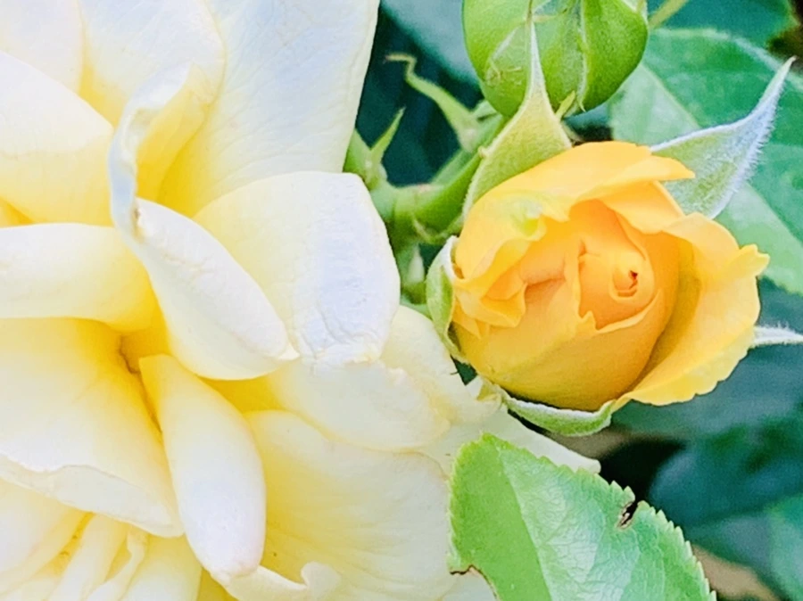 IMG_2939.jpg?type=w966