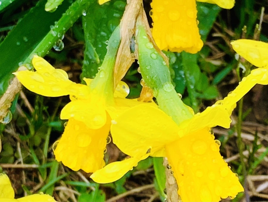 IMG_5010.jpg?type=w966