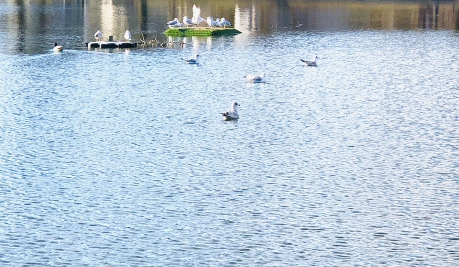 IMG_4122.jpg?type=w966