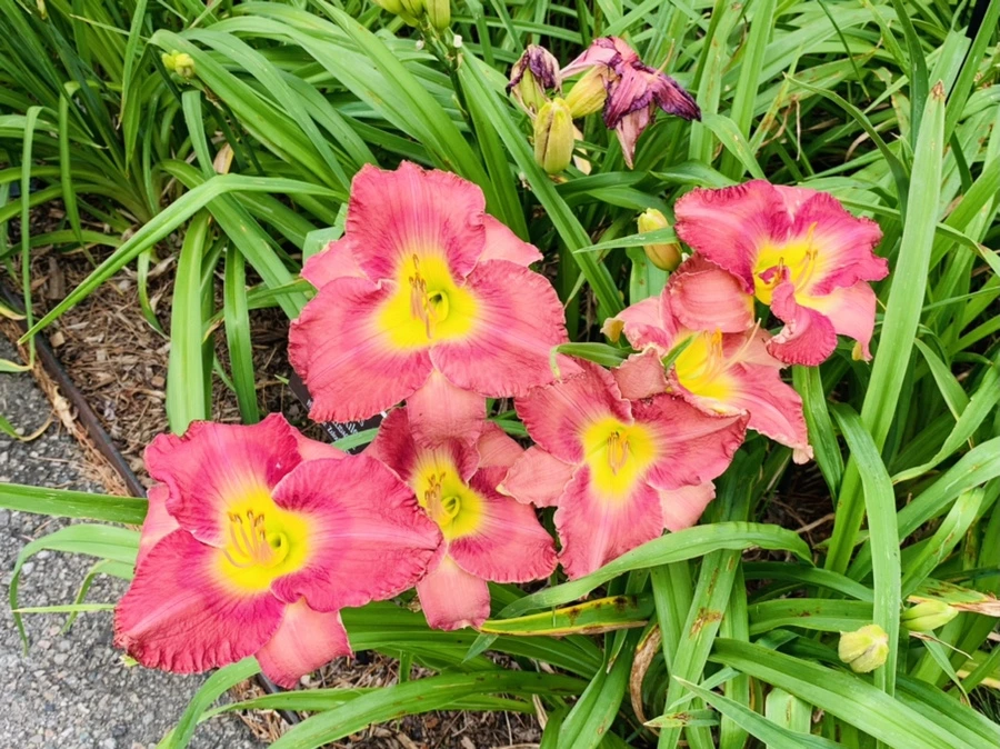 IMG_2565.jpg?type=w966