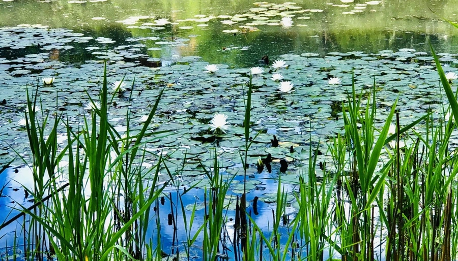 IMG_9921.jpg?type=w966