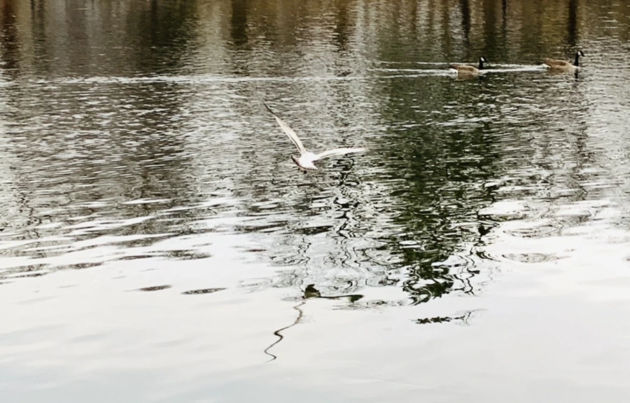 IMG_1742.jpg?type=w966