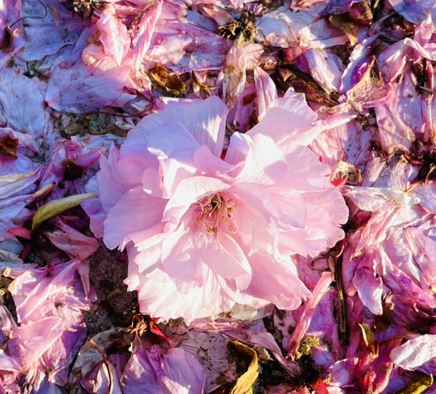 IMG_5917.jpg?type=w966