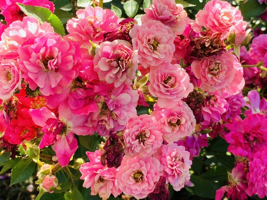 IMG_3171.jpg?type=w966