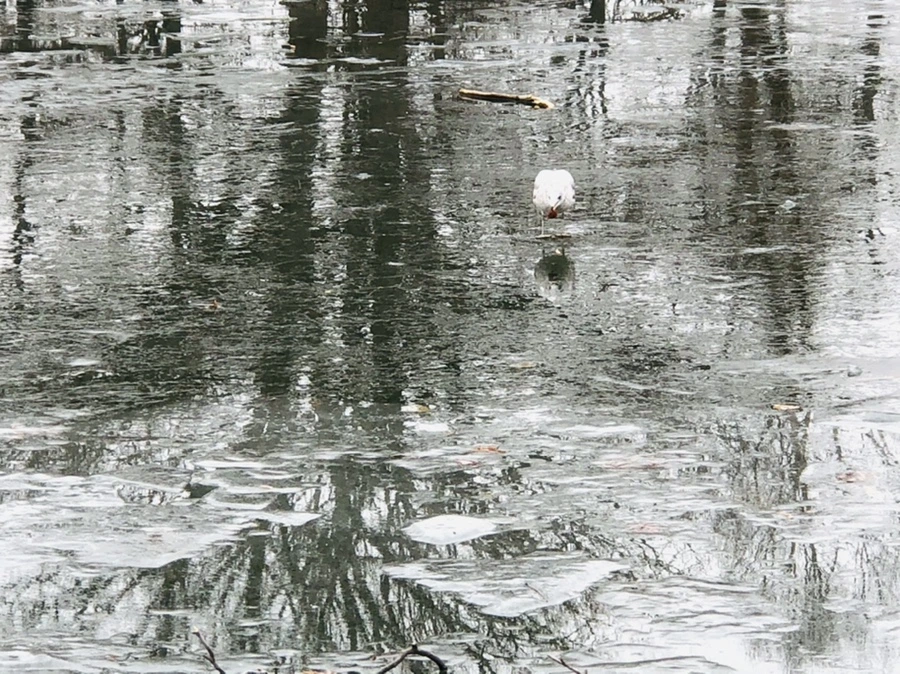 IMG_3182.jpg?type=w966