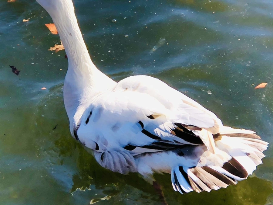 IMG_5191.jpg?type=w966