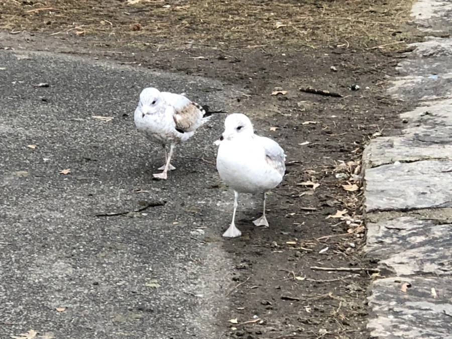 IMG_6429.jpg?type=w966