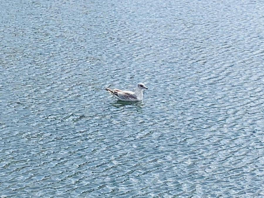 IMG_7276.jpg?type=w966