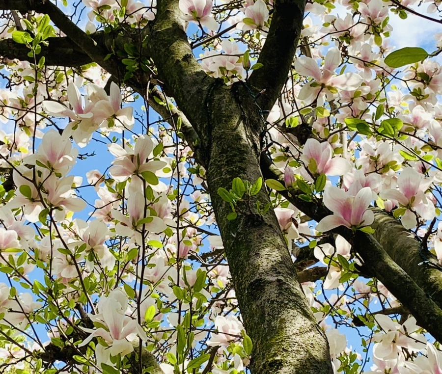 IMG_3882.jpg?type=w966