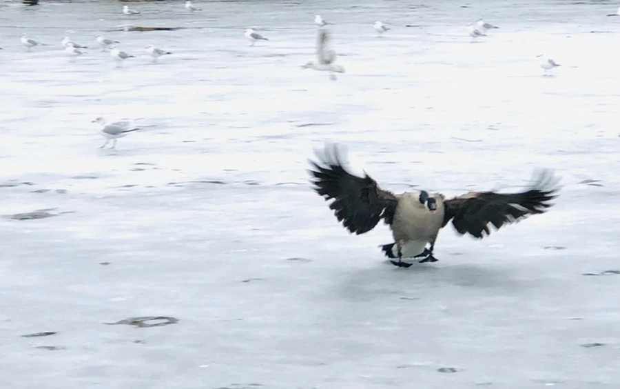 IMG_6250.jpg?type=w966