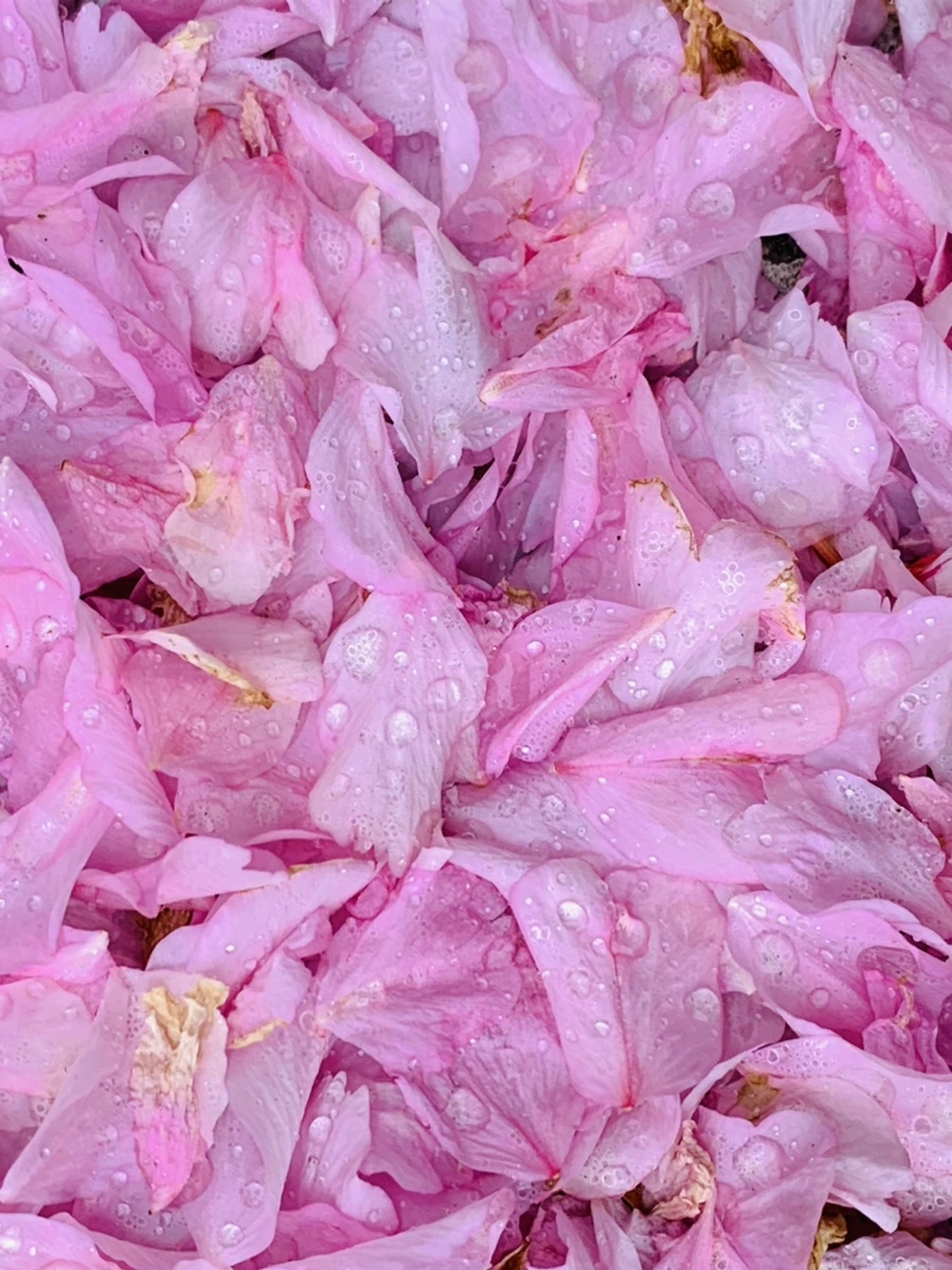 IMG_7276.jpg?type=w966