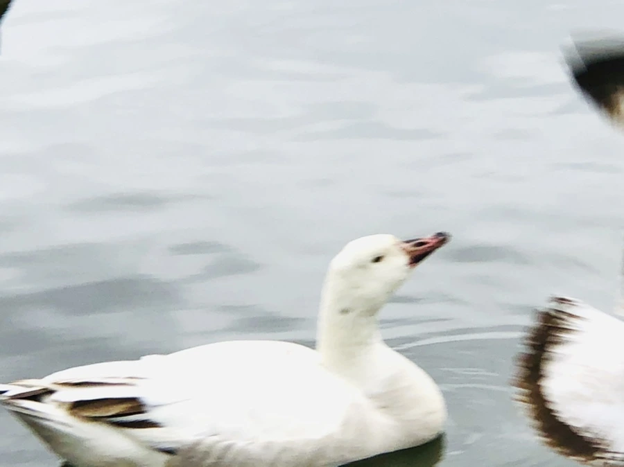 IMG_6462.jpg?type=w966