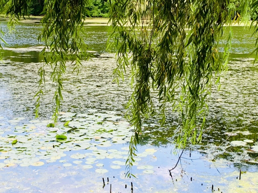 IMG_7534.jpg?type=w966