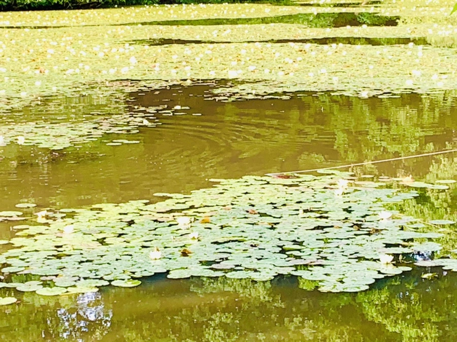 IMG_4411.jpg?type=w966