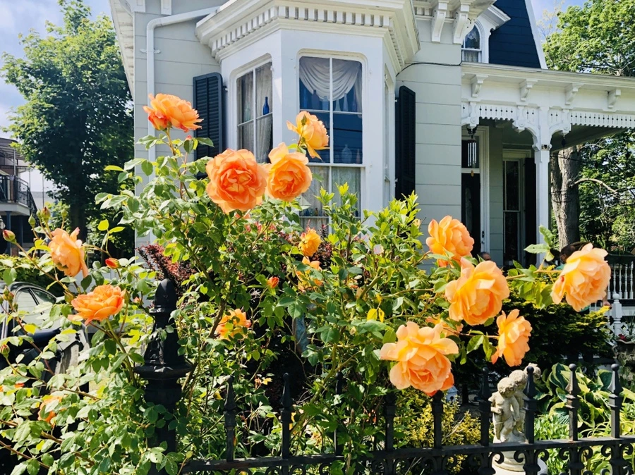 IMG_7443.jpg?type=w966