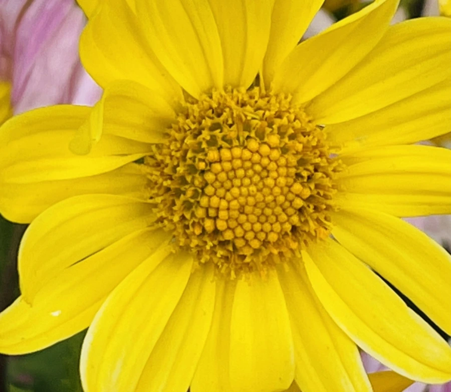 IMG_1196.jpg?type=w966