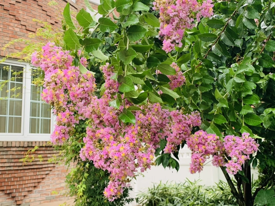 IMG_3702.jpg?type=w966