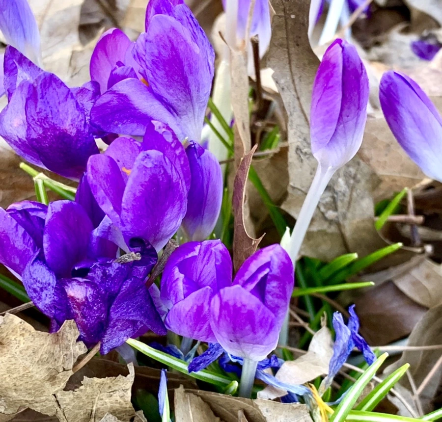 IMG_1495.jpg?type=w966