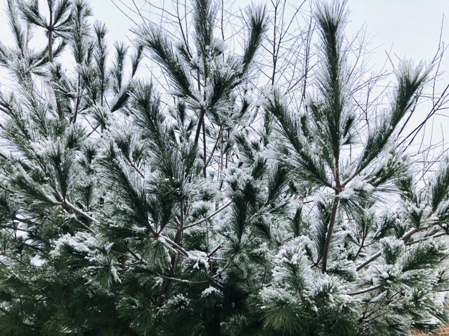 IMG_4453.jpg?type=w966